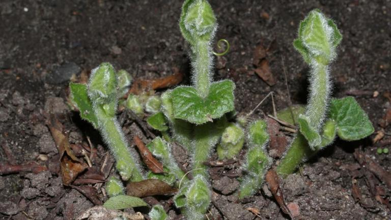 Brionia, Dicotiledóneas perennes