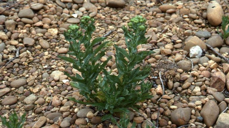 Draba, Dicotiledóneas perennes