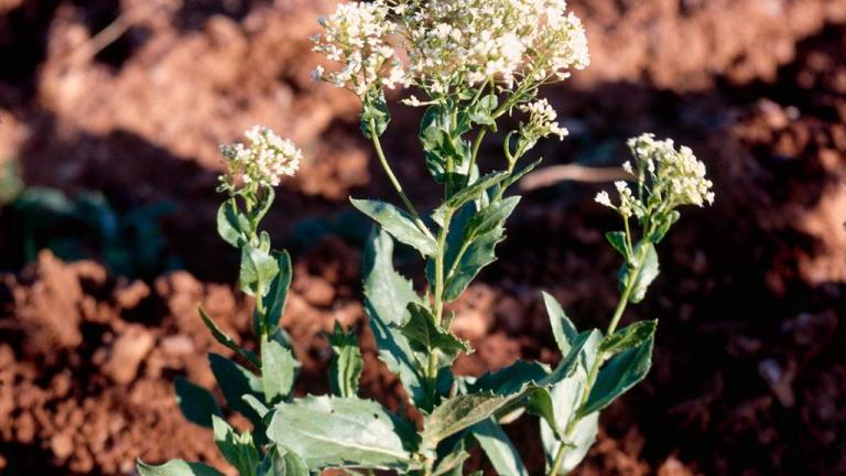 Draba, Dicotiledóneas perennes