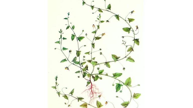Correhuela mayor, Dicotiledóneas perennes