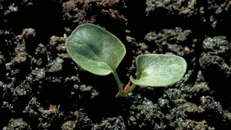 Correhuela mayor, Dicotiledóneas perennes