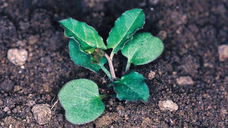 Correhuela mayor, Dicotiledóneas perennes