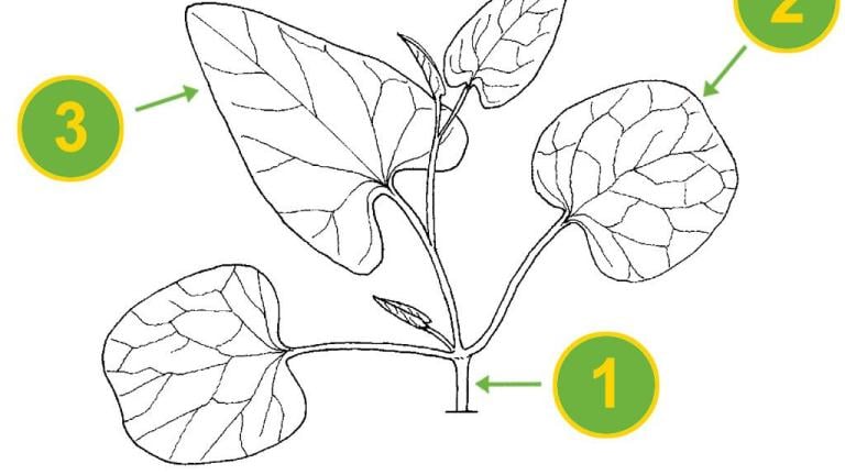 Correhuela mayor, Dicotiledóneas perennes