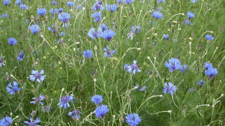 Centaurea, Dicotiledóneas anuales
