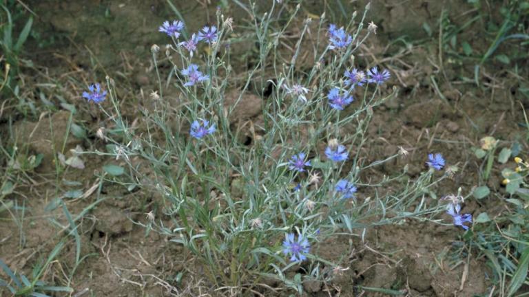 Centaurea, Dicotiledóneas anuales