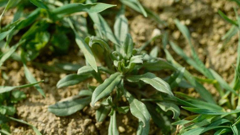 Centaurea, Dicotiledóneas anuales
