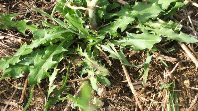 Achicoria dulce, Dicotiledóneas perennes
