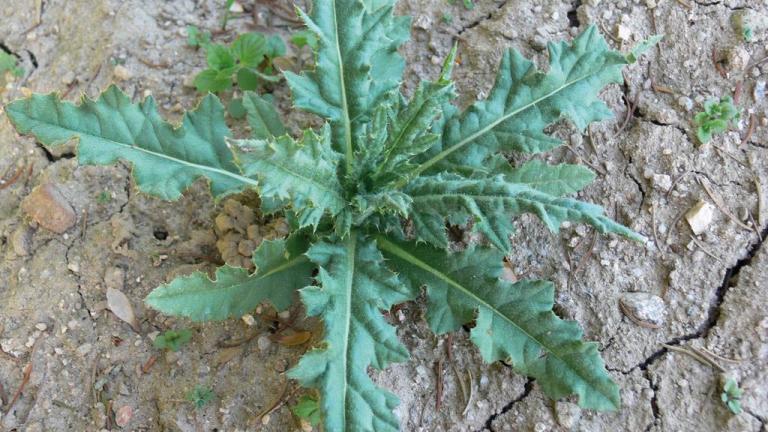 Cardo cundidor, Dicotiledóneas perennes
