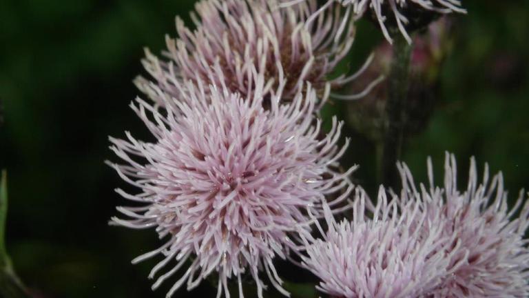 Cardo cundidor, Dicotiledóneas perennes