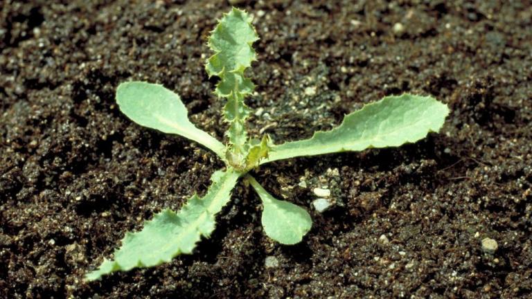 Cardo cundidor, Dicotiledóneas perennes