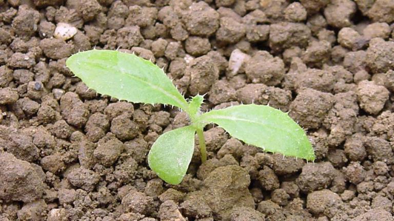 Cardo cundidor, Dicotiledóneas perennes