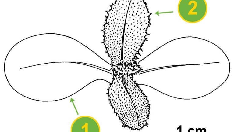 Cardo cundidor, Dicotiledóneas perennes