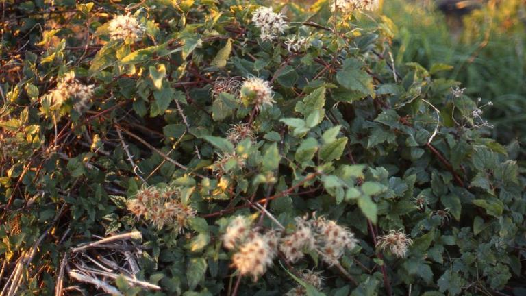 Zarzapariila, Dicotiledóneas perennes