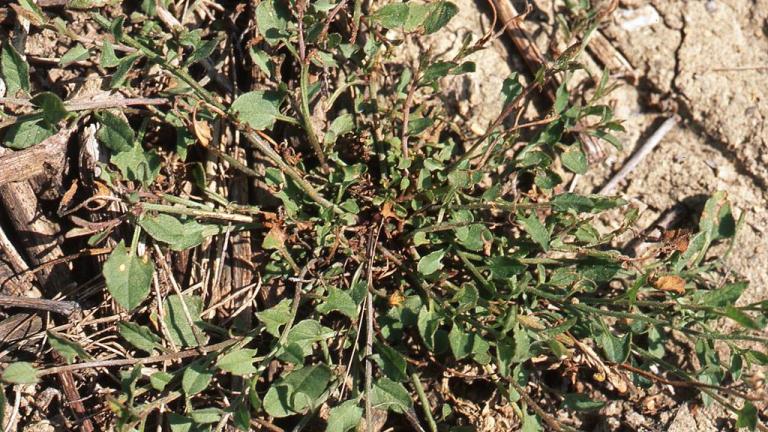 Correhuela menor, Dicotiledóneas perennes