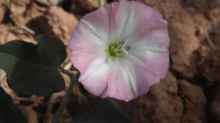 Correhuela menor, Dicotiledóneas perennes