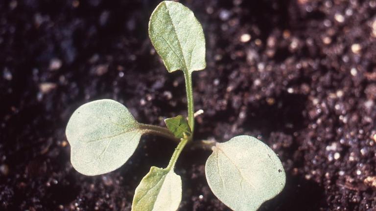 Correhuela menor, Dicotiledóneas perennes