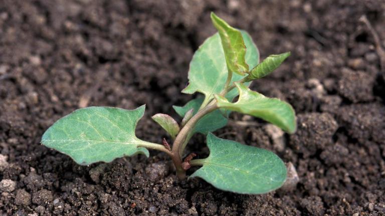 Correhuela menor, Dicotiledóneas perennes