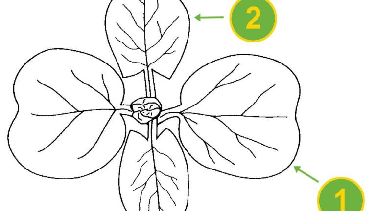 Correhuela menor, Dicotiledóneas perennes