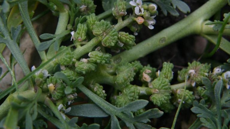 Draba, Dicotiledóneas anuales