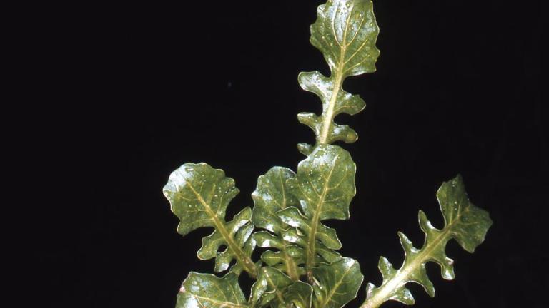 Calepina, Dicotiledóneas anuales
