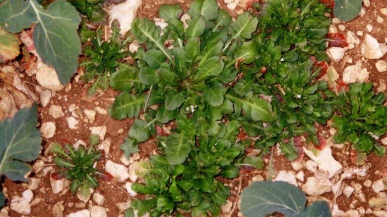 Calepina, Dicotiledóneas anuales