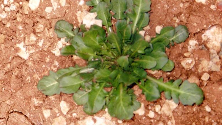 Calepina, Dicotiledóneas anuales