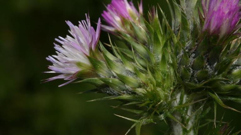 Cardo, Dicotiledóneas anuales