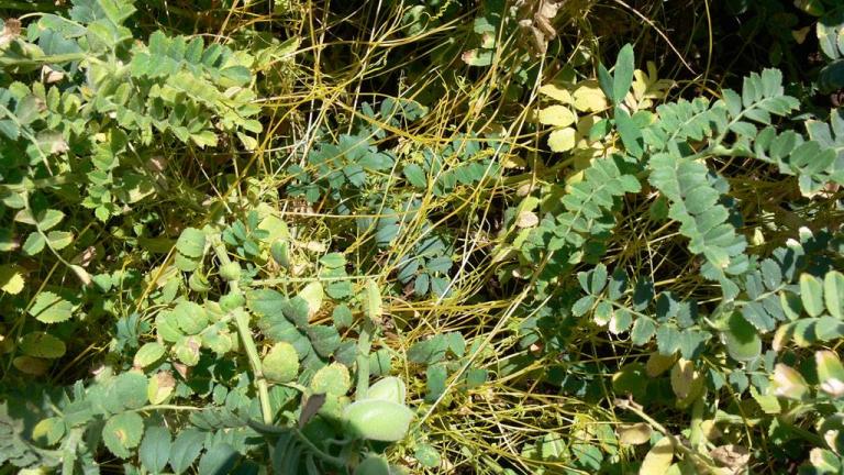 Cuscuta, Dicotiledóneas anuales