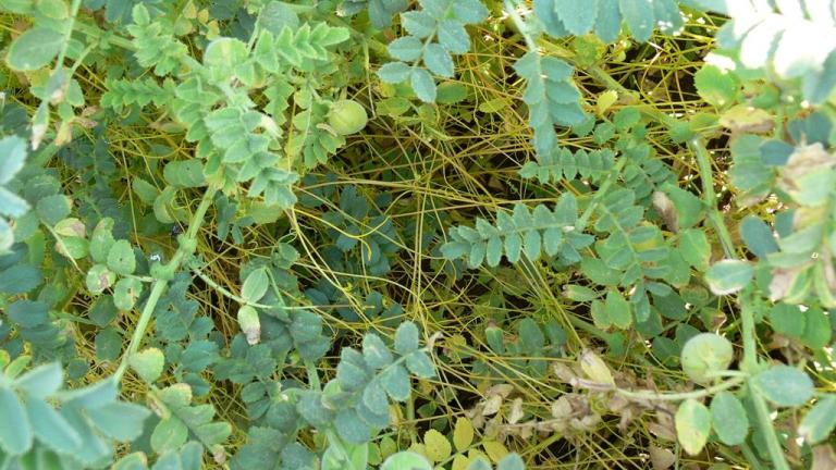 Cuscuta, Dicotiledóneas anuales