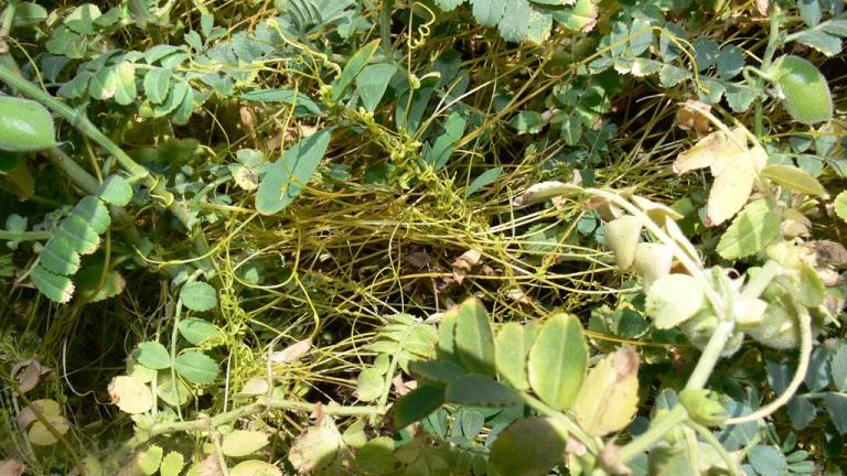Cuscuta, Dicotiledóneas anuales