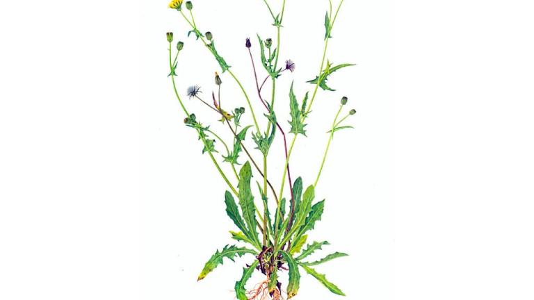 Cerraya de cardo, Dicotiledóneas anuales