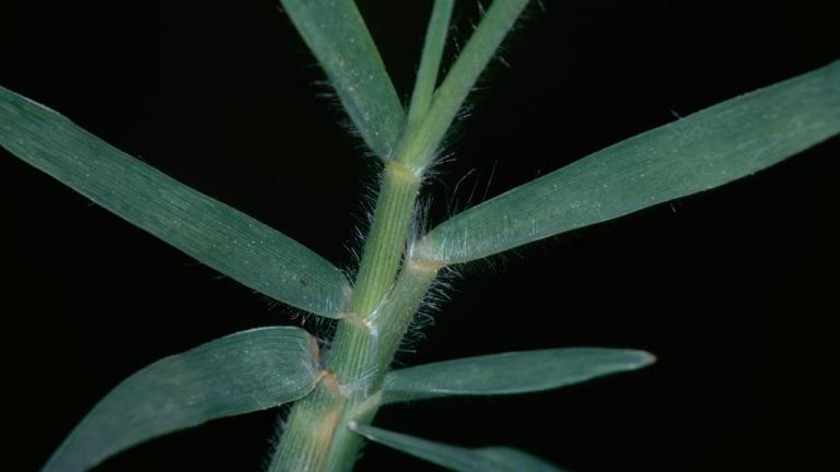 Grama, Gramíneas anuales y perennes