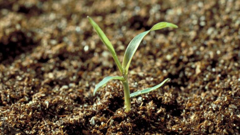 Grama, Gramíneas anuales y perennes