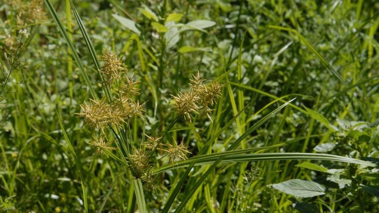 Juncia, Gramíneas anuales y perennes