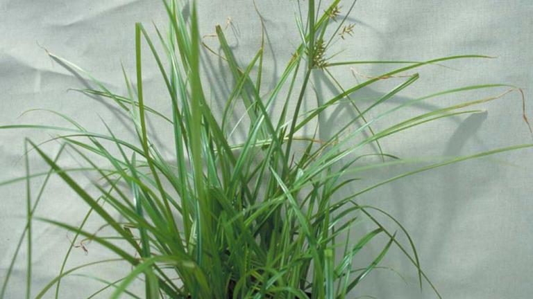 Juncia, Gramíneas anuales y perennes
