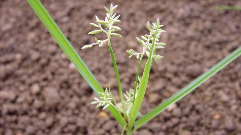 Juncia, Gramíneas anuales y perennes