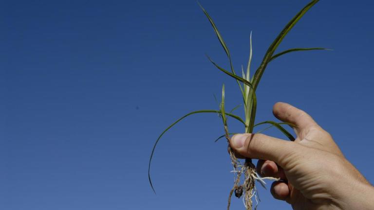 Juncia, Gramíneas anuales y perennes