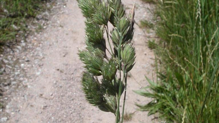 Dactilo, Gramíneas anuales y perennes
