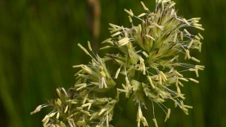 Dactilo, Gramíneas anuales y perennes