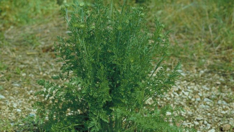 Zanahoria silvestre, Dicotiledóneas anuales