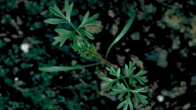 Zanahoria silvestre, Dicotiledóneas anuales