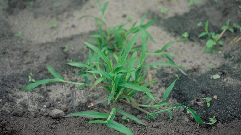 Digitaria, Gramíneas anuales y perennes
