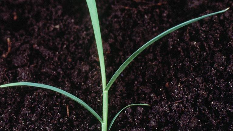 Digitaria, Gramíneas anuales y perennes