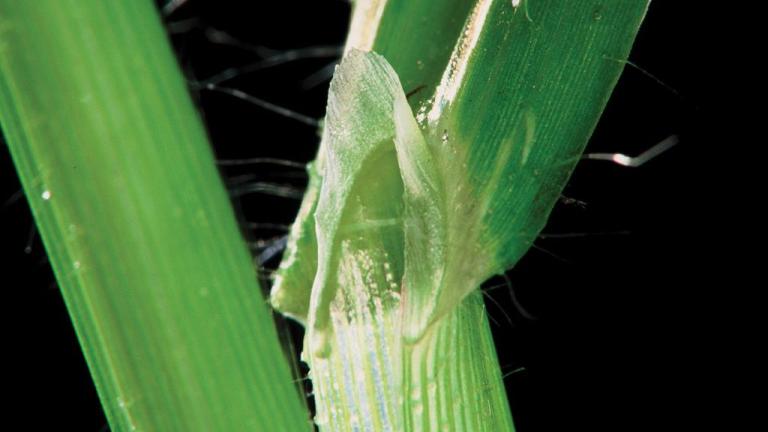 Digitaria, Gramíneas anuales y perennes