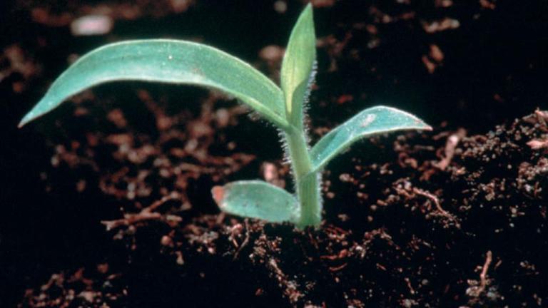 Digitaria, Gramíneas anuales y perennes