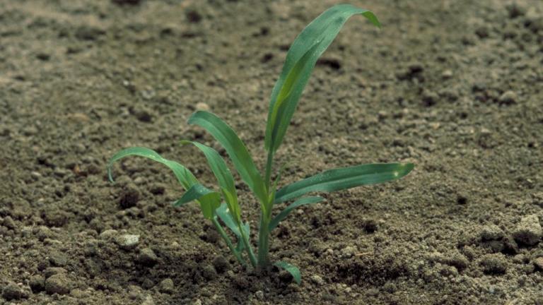 Digitaria, Gramíneas anuales y perennes