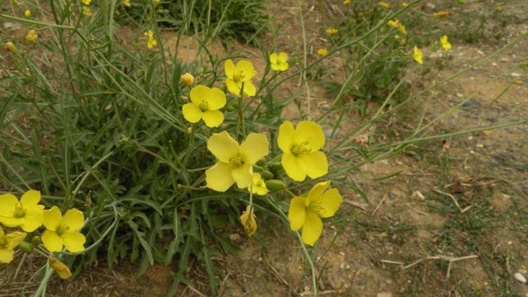 Rucula, Dicotiledóneas perennes