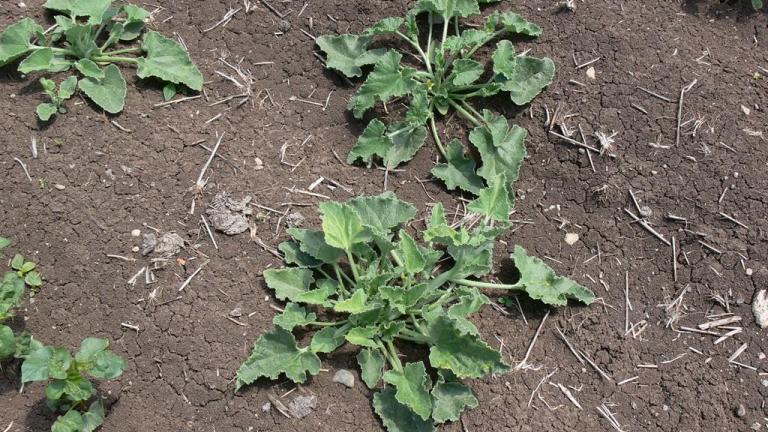 Pepinillo del diablo., Dicotiledóneas perennes