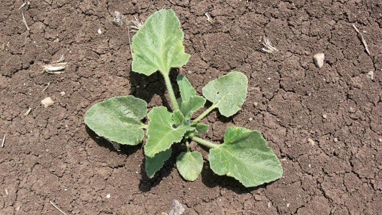 Pepinillo del diablo., Dicotiledóneas perennes