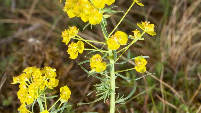 Lechetrezna, Dicotiledóneas perennes